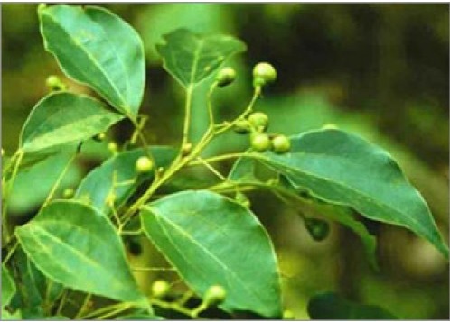 Ravintsara Organic (Cinnamomum camphora) Madagascar – Lunaroma Aromatic  Apothecary