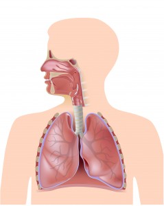 The respiratory system